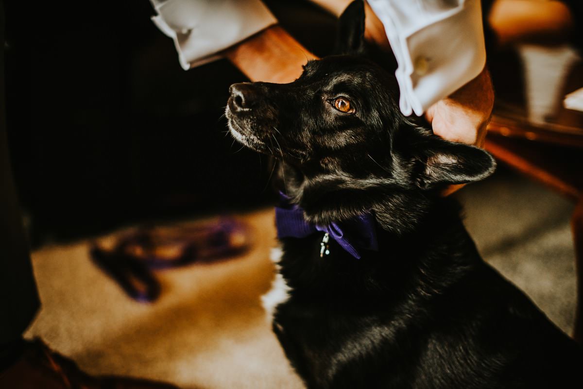 dog getting wedding collar on